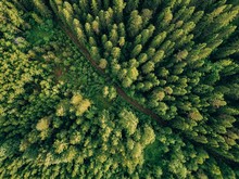 Aerial Top View Of Summer Green Trees And Road In Forest In Rural Finland.