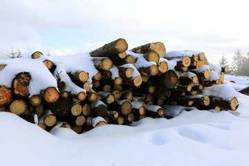 Wall Mural - wooden logs in winter forest