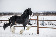 Shire Horse Runs Around The Snow-covered Field.