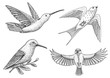 Small birds of paradise, barn swallow or martlet and parus or titmouse or great tit in Europe. Exotic tropical animal icons. Use for wedding, party. engraved hand drawn in old sketch.