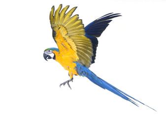 Wall Mural - Blue-and-yellow macaw in studio