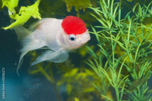 Zdjęcie XXL Lionhead Biała złota rybka w akwarium