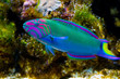 Lyretail Wrasse in front of Coral Landscape