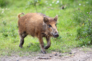 Wall Mural - Single juvenile Wild boar in a forest during summer period