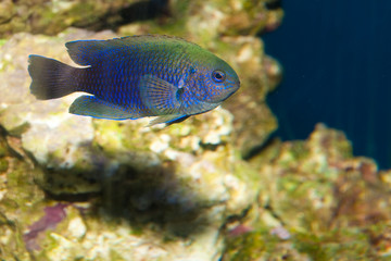 Wall Mural - Allens or Neon Damselfish