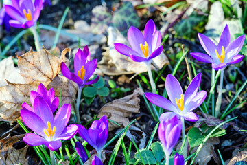 Fotomurales - Frühlingserwachen, Ostergruß, Blütenzauber, Alles Liebe, Blütenmeer, Glück, Freude: Wiese mit zarten Krokussen :)