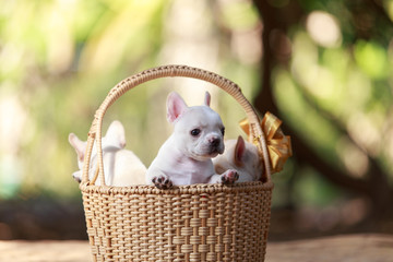 Wall Mural - Three white french bulldog puppies in a wicker basket.