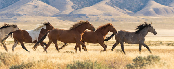 Wall Mural - herd of wild horses running