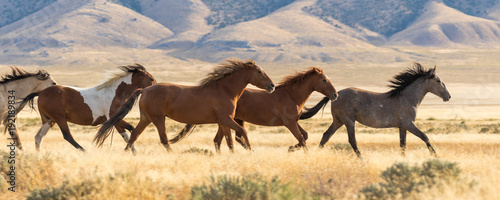 Obraz na plátne  Herd of Wild Horses Running