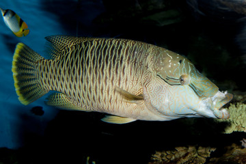 Wall Mural - Humphead Wrasse (Cheilinus undulatus)