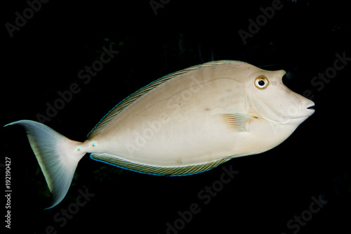 Bluespine Unicornfish Unicorn Tang Naso Unicornis Buy This
