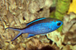 Blue Reef Chromis (Chromis cyaneus)