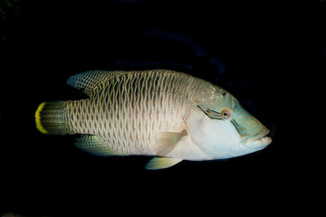 Wall Mural - Humphead Wrasse (Cheilinus undulatus)