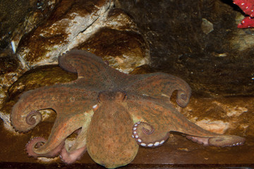 Wall Mural - Octopus (Octopus vulgaris)