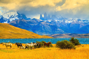 Canvas Print - Mustangs on the shore of Laguna Azul