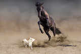 Fototapeta  - Horse play with dog in desert dust