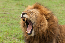 Closeup Of A Male Lion Yawning On The Grasslands Of The Maasai Mara
