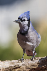 Wall Mural - blue jay in fall