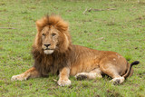 Fototapeta Sawanna - a male lion resting on the grasslands of the Maasai Mara