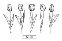 Hand Drawn Illustration And Sketch Tulips Flower. Black And White With Line Art Illustration.Idea For Business Visit Card, Typography Vector,print For T-shirt.