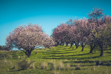 Wall Mural - Pink Blooming Peach Trees at Spring