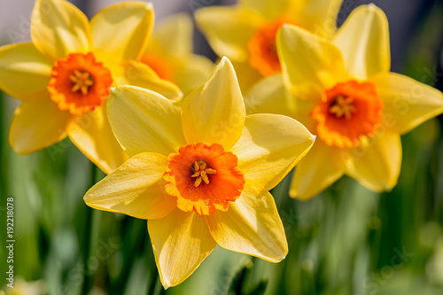 Yellow with an orange cup daffodils in the spring garden. Poster Mural XXL