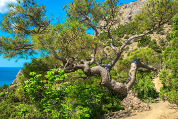 Wall Mural - Beautiful summer sea landscape in the mountains at the resort in the Crimea