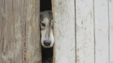 Old Dogs Looking Through A Fence. Video. Sad Tan And White Dog Looking Through Hole In Timber Fence. Black And White Cute Dogs Looking Through Closed Gate