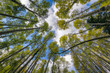 © Cavan Images - Low angle view of trees against sky in forest