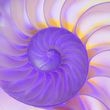 Nautilus Sea Shell