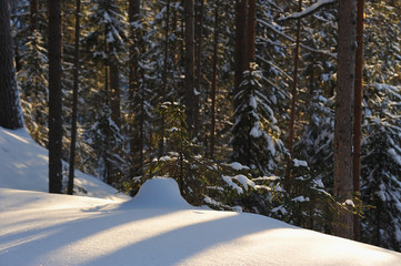 Wintery forest.