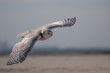 Snowy owl,in flight