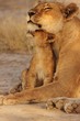 Lion family in serengeti