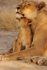 Wall Mural - Lion family in serengeti