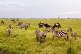 Fototapeta Sawanna - Field with zebras and blue wildebeest