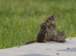 Mama chipmunk and her young