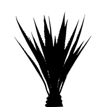 Silhouette Of Palm Tree / Cycad