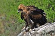 Juvenile wedge tailed eagle