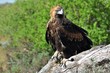 young wedge tailed eagle