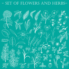 Wall Mural - Set of hand-drawn wildflowers. Line art.