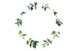 Ivy Wreath On White Background