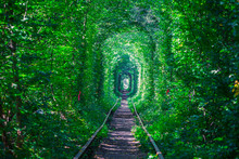 A Railway In The Spring Forest Tunnel Of Love