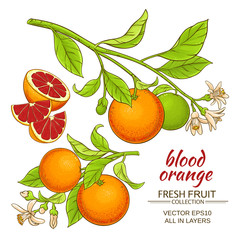 Sticker - blood orange vector set