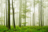 Fototapeta Dziecięca - Natural forest of beech trees in fog and drizzling rain