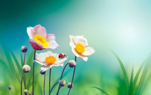 Beautiful Pink Flowers Anemones Fresh Spring Morning On Nature With Ladybug On Blurred Soft Blue Green Background, Macro. Spring Template, Free Space.