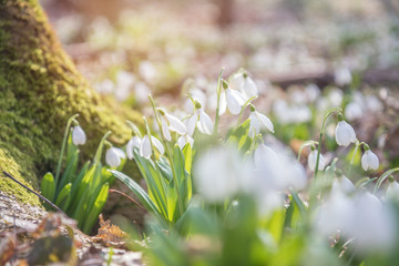 Wall Mural - sunrise light on the white tender snowdrops in the spring forest.