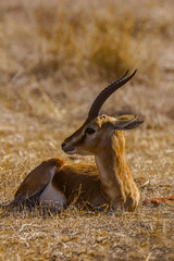 Wall Mural - Chinkara, Gazella bennettii or Indian gazelle