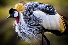 I Was Lucky To Come Upon This Magnificent Grey Crowned Crane In Soft Light Just Before Dusk.  There Was A Nice Breeze Across The Masai Mara Which Really Ruffled Her Feathers In A Wonderful Way.