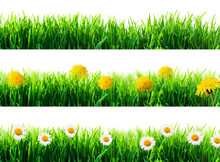 Spring Flowers And Green Grass Isolated