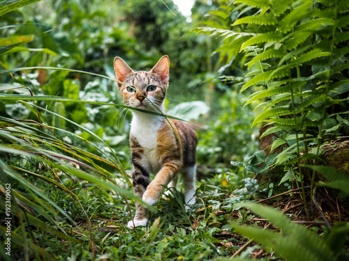 chat nature